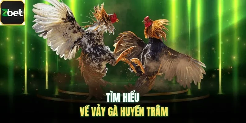 Tìm hiểu về vảy gà huyền trâm